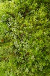 Hymenophyllum peltatum. Plants growing amongst the moss Dicranoloma.  
 Image: L.R. Perrie © Te Papa 2012 CC BY-NC 3.0 NZ